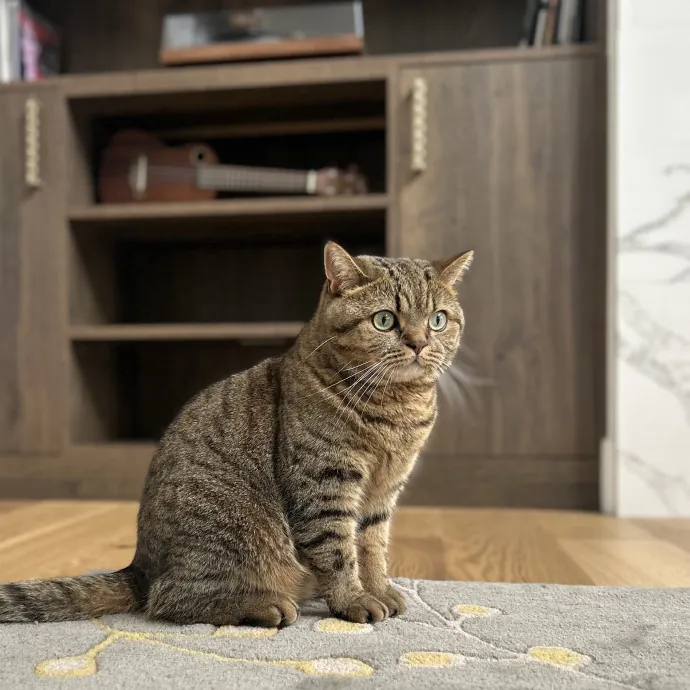 Cozy Care For Cool Cats