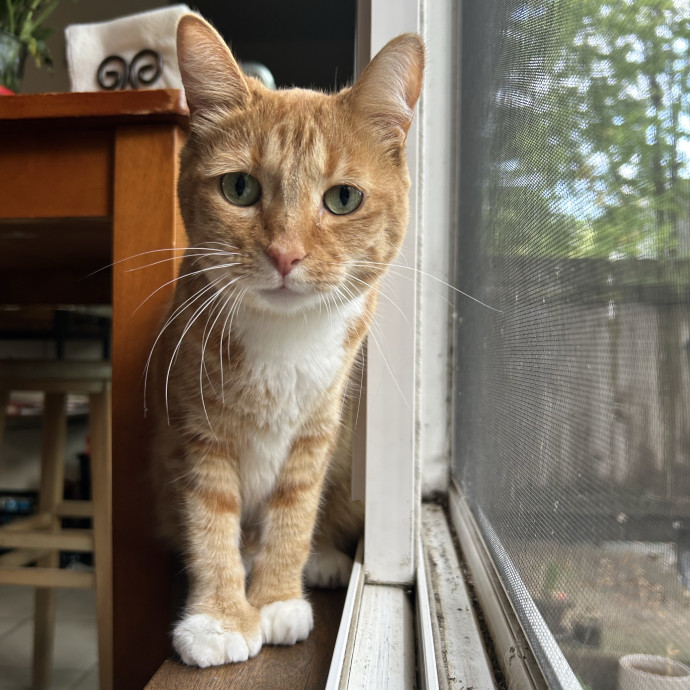Cozy Care For Cool Cats