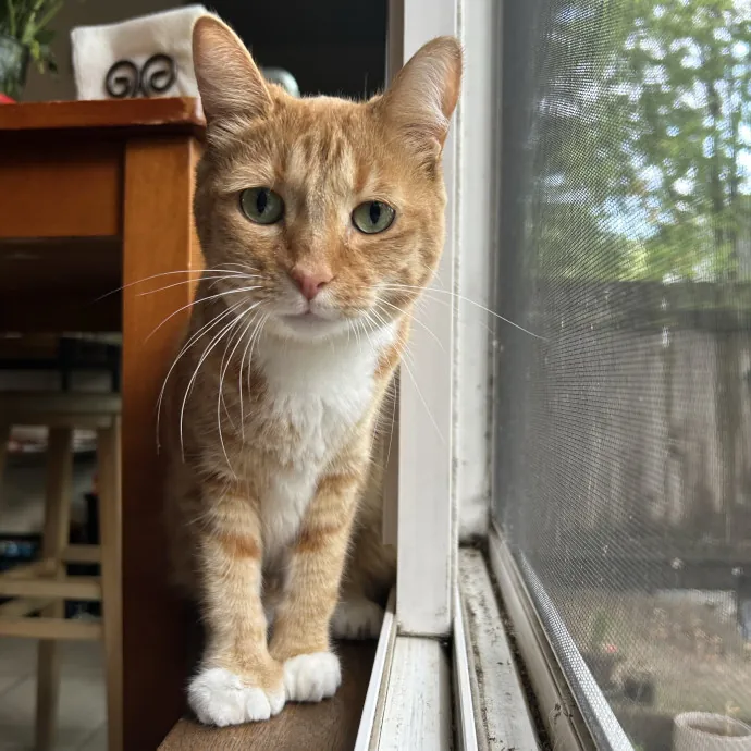 Cozy Care For Cool Cats