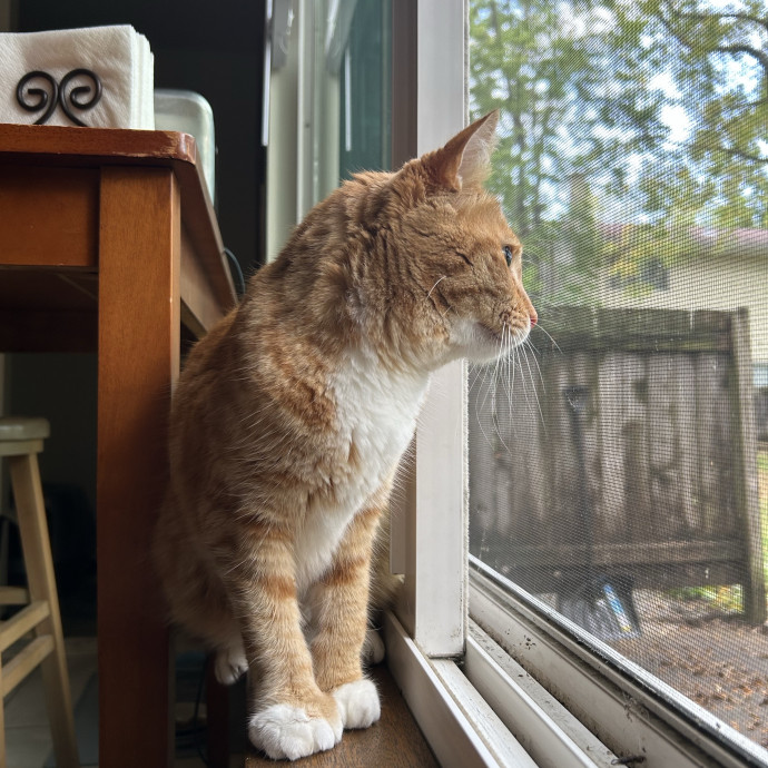 Cozy Care For Cool Cats