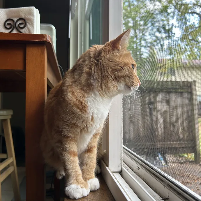 Cozy Care For Cool Cats