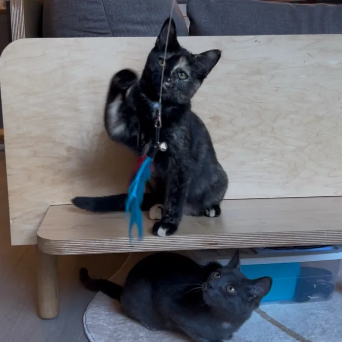 Cozy Care For Cool Cats