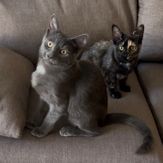 Cozy Care For Cool Cats