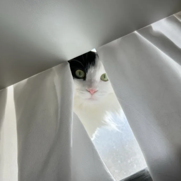 Cozy Care For Cool Cats