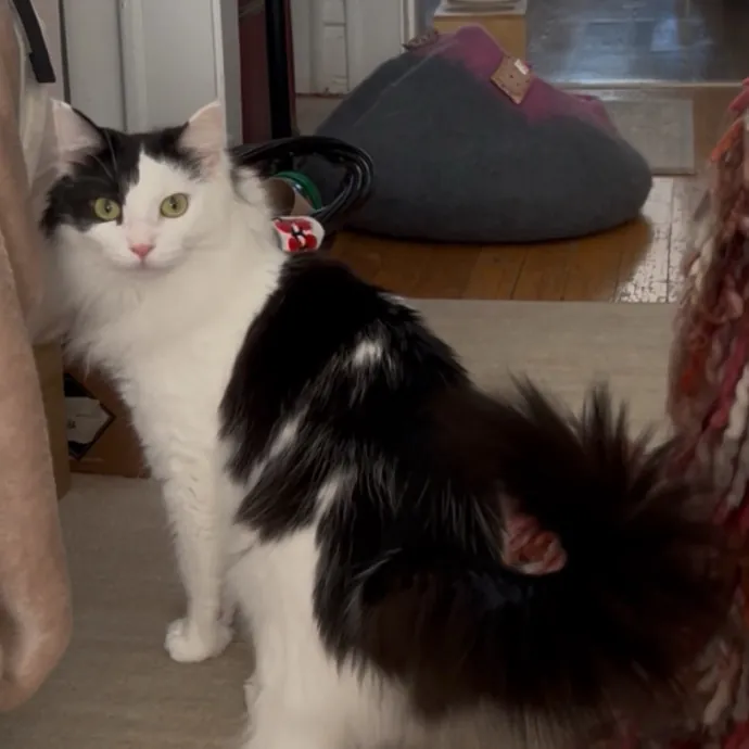 Cozy Care For Cool Cats