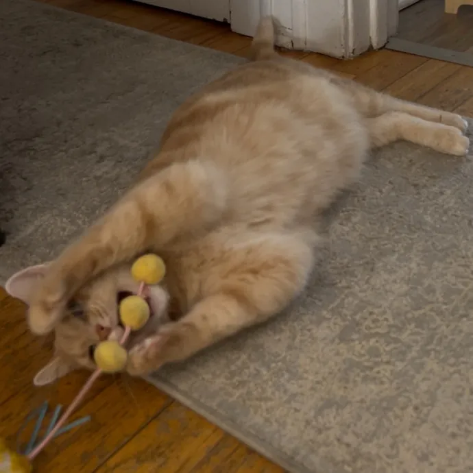 Cozy Care For Cool Cats