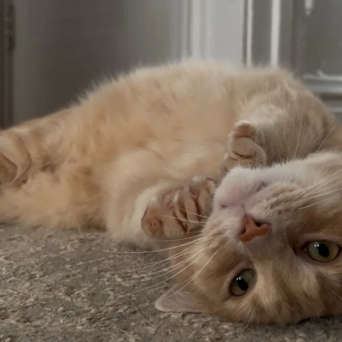 Cozy Care For Cool Cats