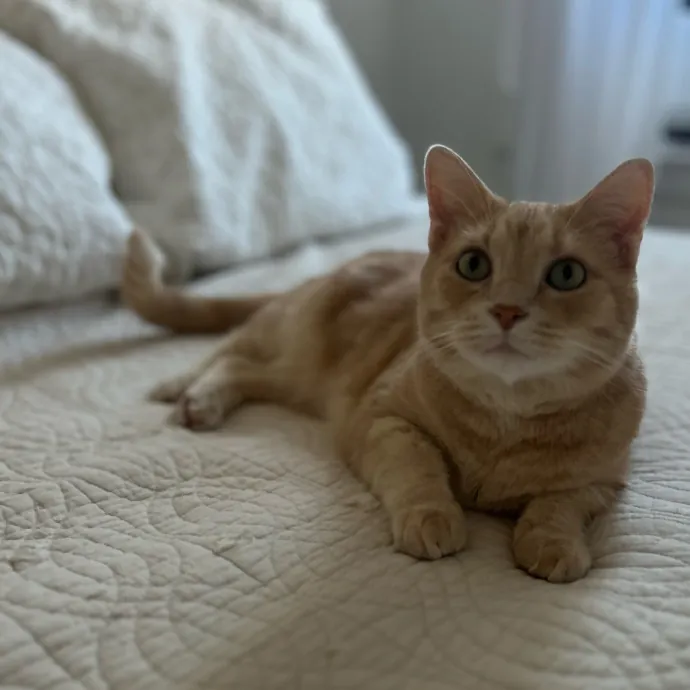 Cozy Care For Cool Cats