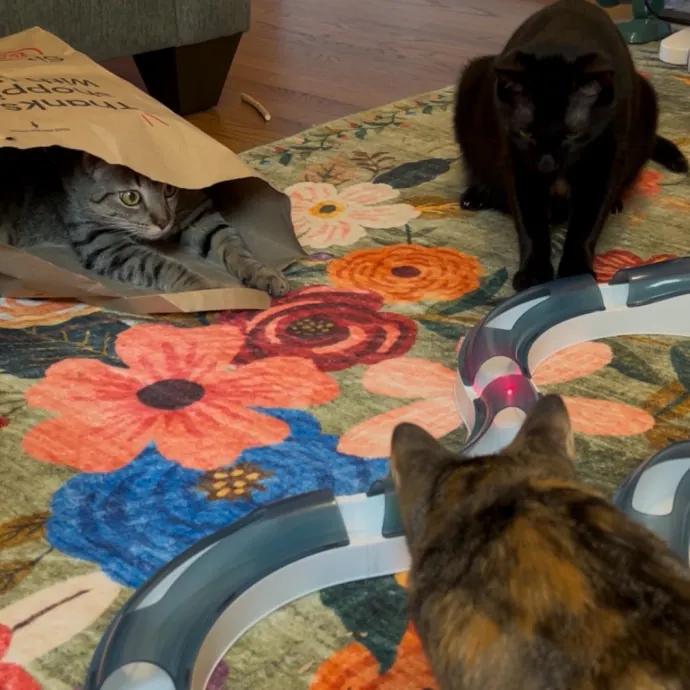 Cozy Care For Cool Cats