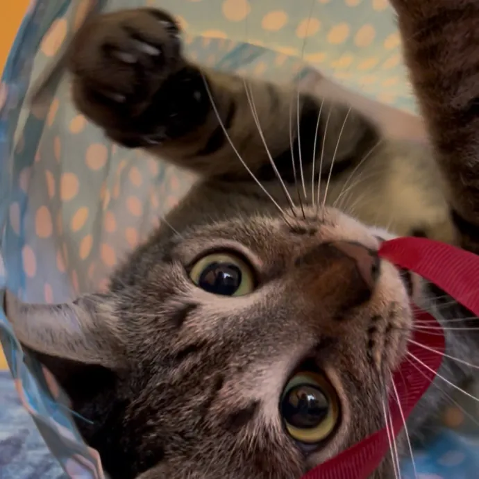 Cozy Care For Cool Cats