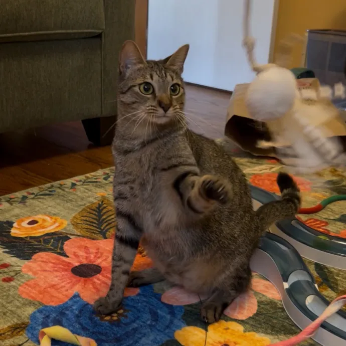 Cozy Care For Cool Cats