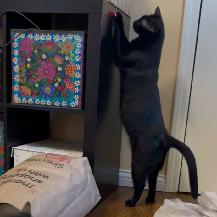 Cozy Care For Cool Cats