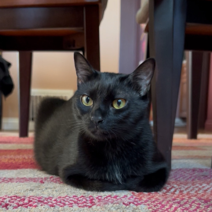 Cozy Care For Cool Cats