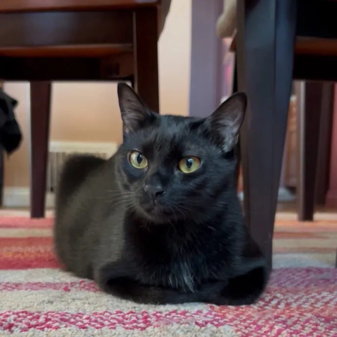 Cozy Care For Cool Cats