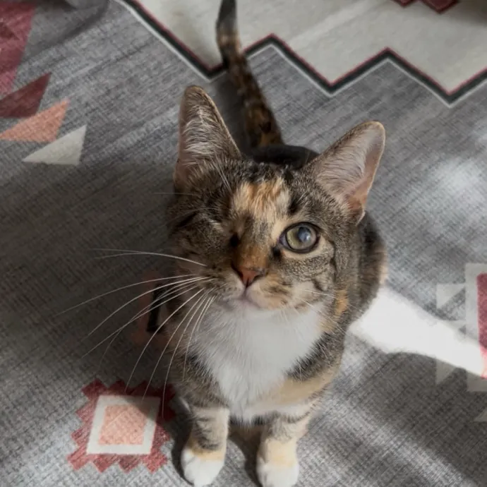 Cozy Care For Cool Cats