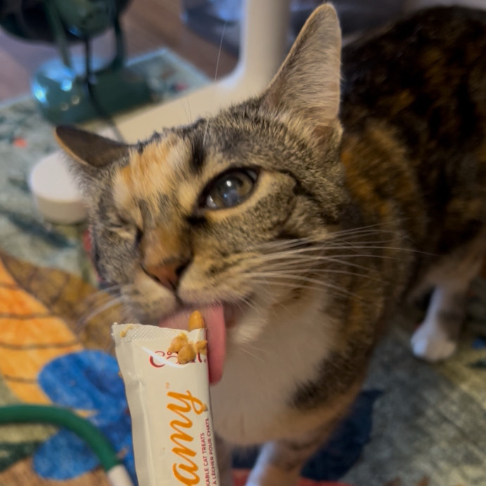 Cozy Care For Cool Cats