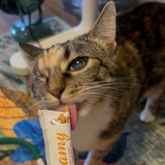 Cozy Care For Cool Cats