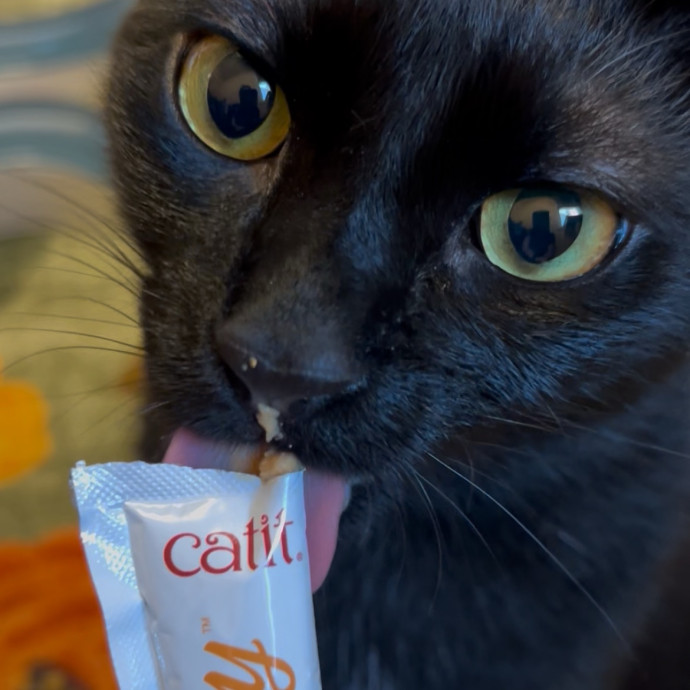 Cozy Care For Cool Cats
