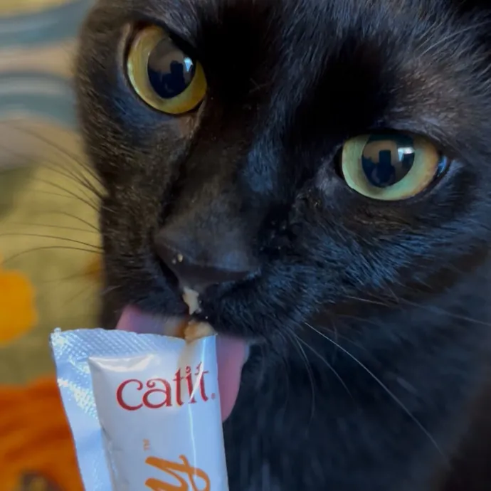 Cozy Care For Cool Cats