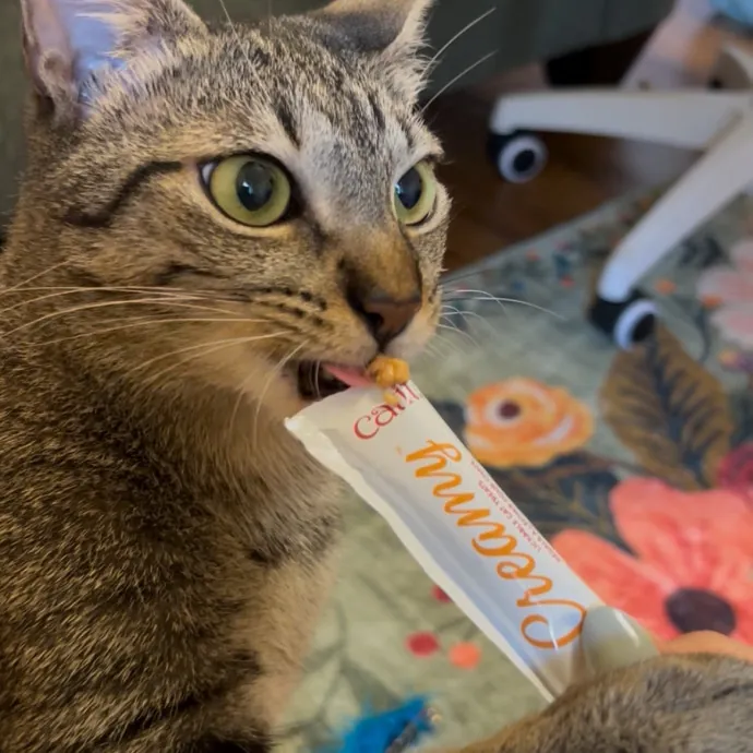 Cozy Care For Cool Cats