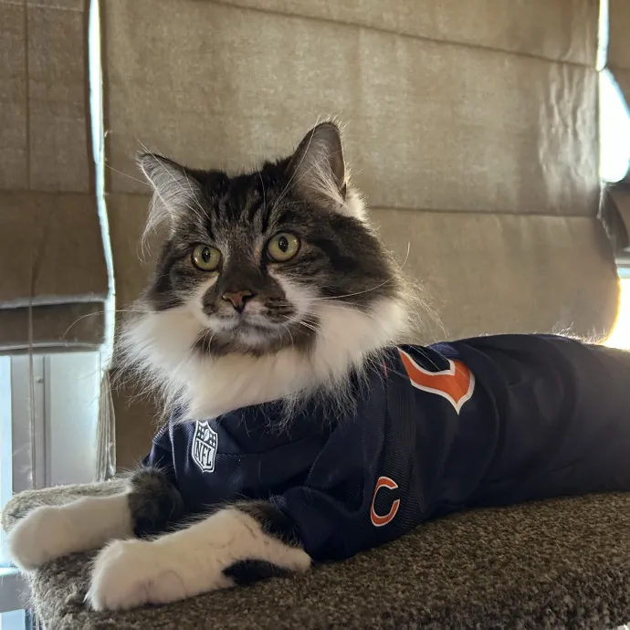 Cozy Care For Cool Cats