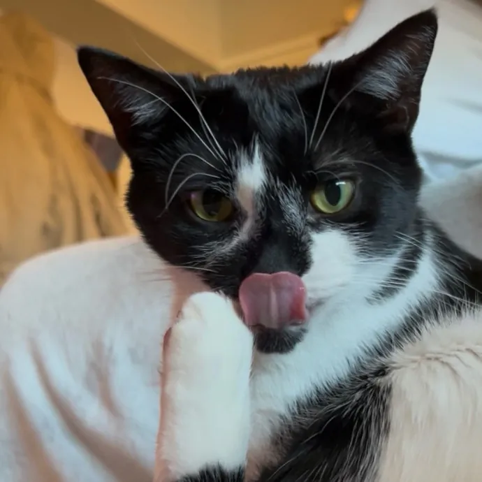 Cozy Care For Cool Cats