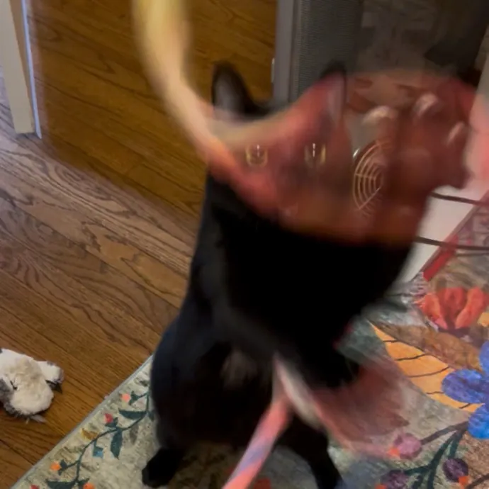 Cozy Care For Cool Cats