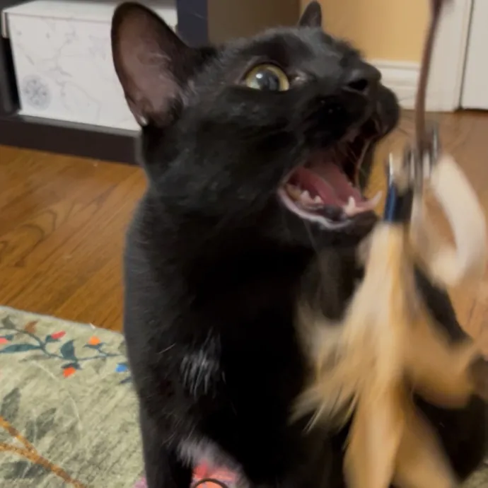 Cozy Care For Cool Cats