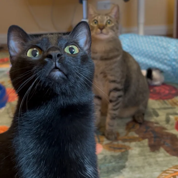 Cozy Care For Cool Cats