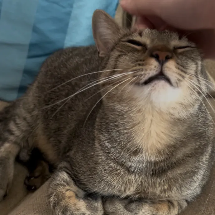 Cozy Care For Cool Cats