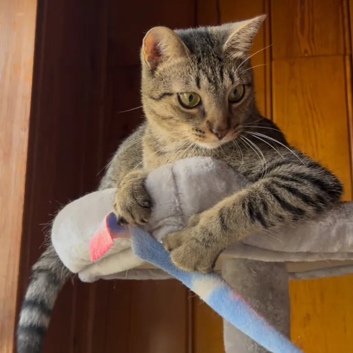 Cozy Care For Cool Cats