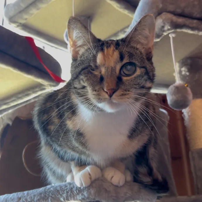 Cozy Care For Cool Cats