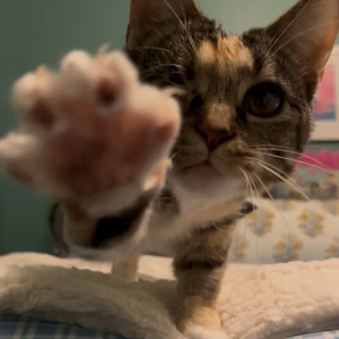 Cozy Care For Cool Cats