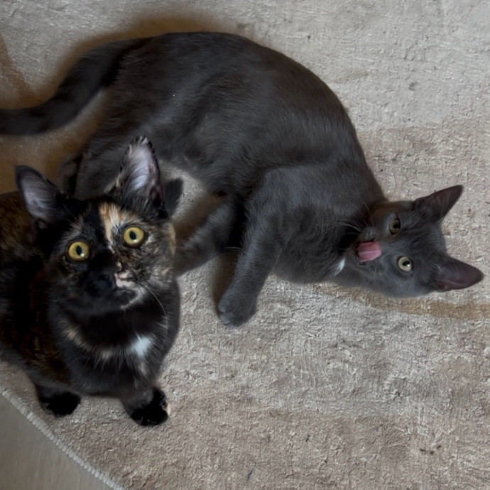 Cozy Care For Cool Cats