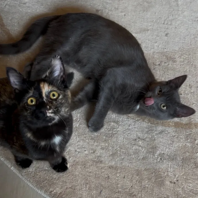 Cozy Care For Cool Cats