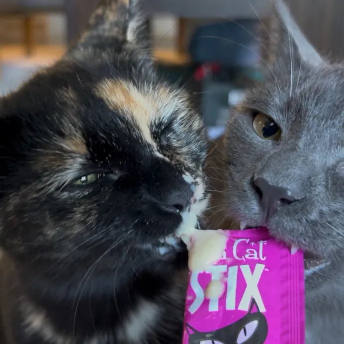 Cozy Care For Cool Cats