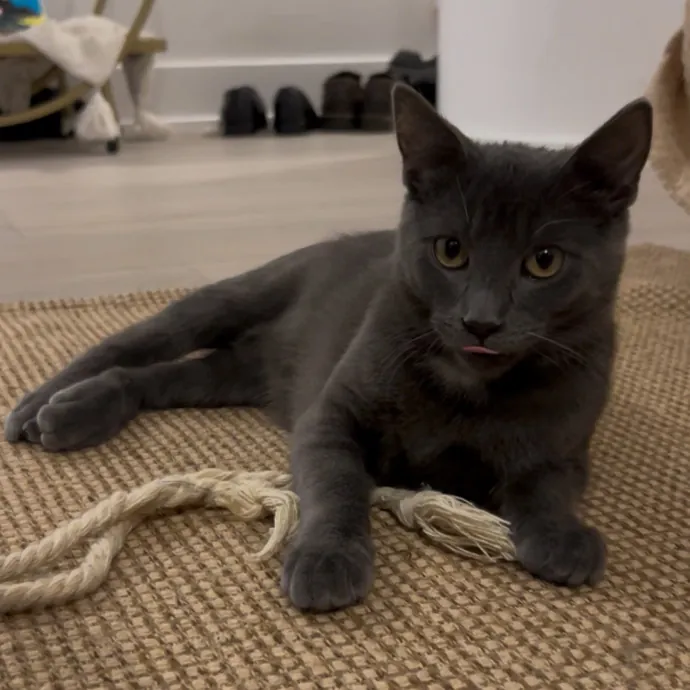 Cozy Care For Cool Cats