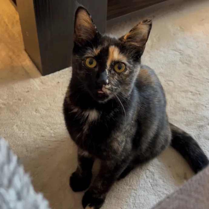 Cozy Care For Cool Cats