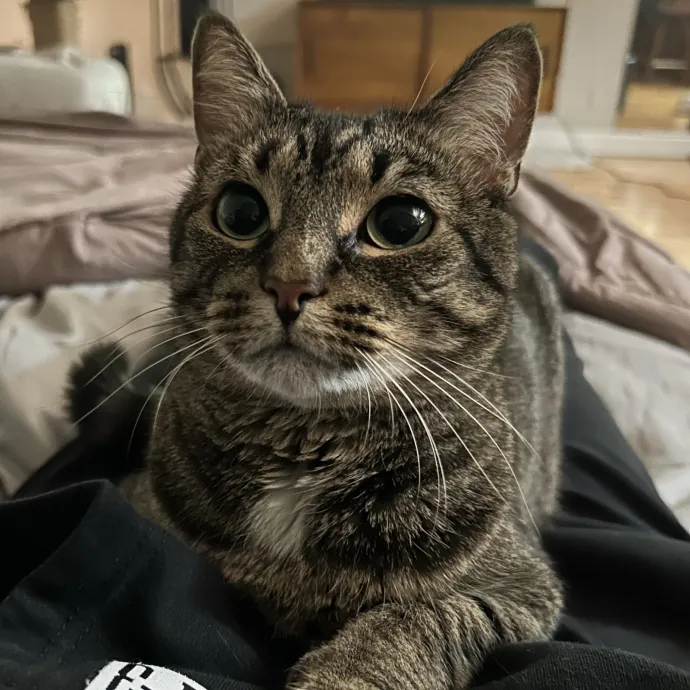 Cozy Care For Cool Cats