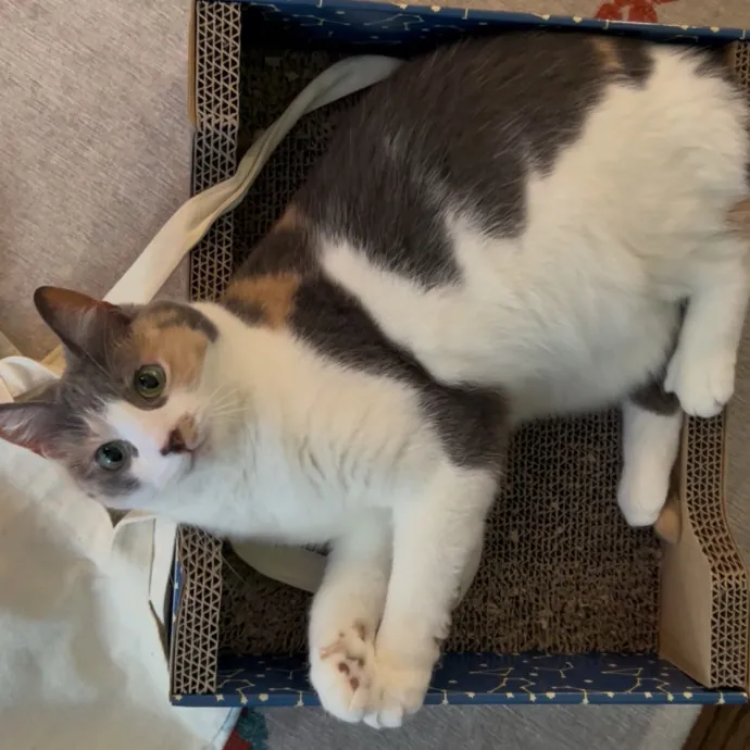 Cozy Care For Cool Cats