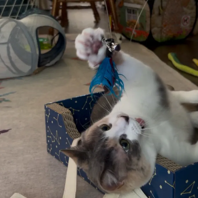 Cozy Care For Cool Cats