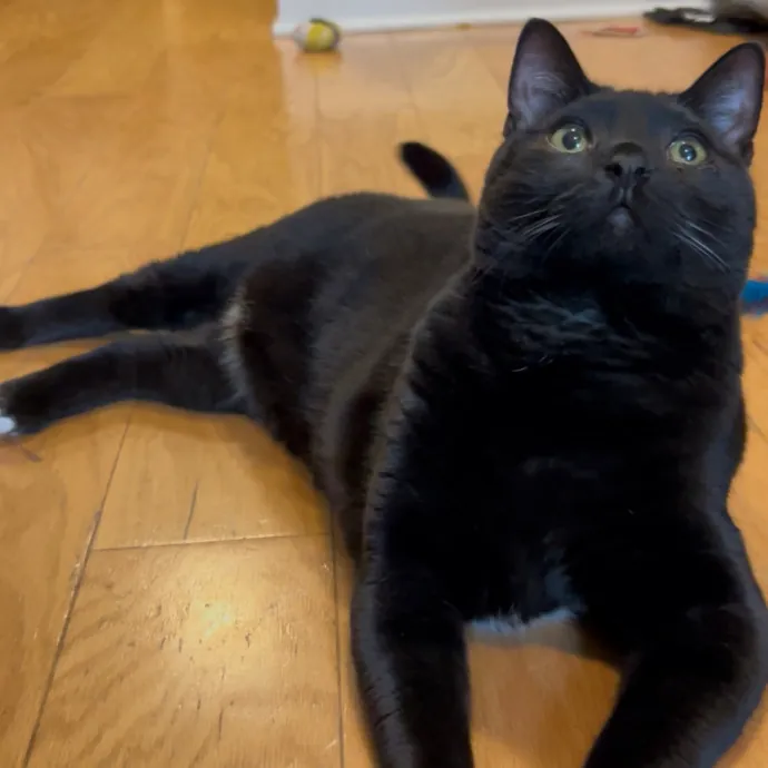 Cozy Care For Cool Cats