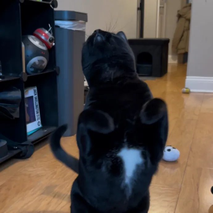 Cozy Care For Cool Cats