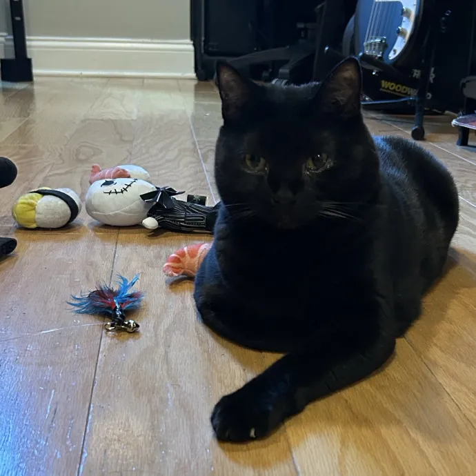 Cozy Care For Cool Cats