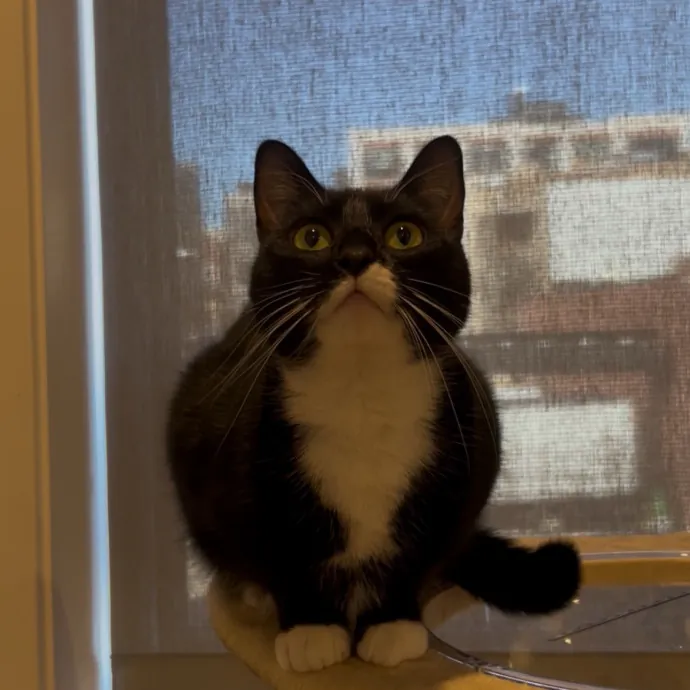 Cozy Care For Cool Cats