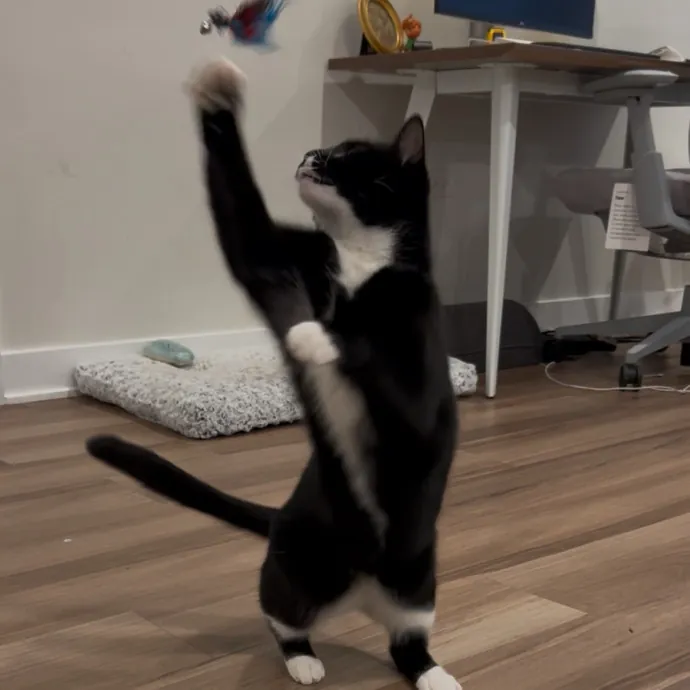 Cozy Care For Cool Cats