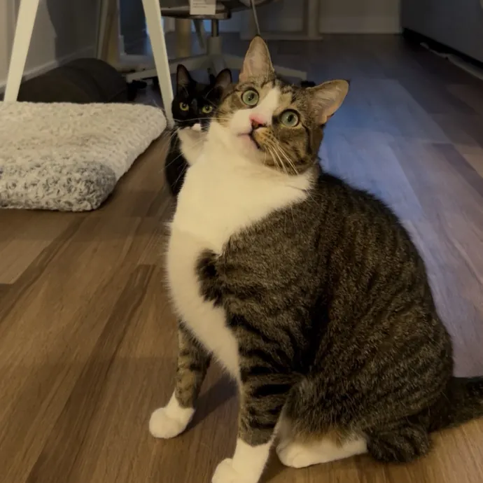 Cozy Care For Cool Cats