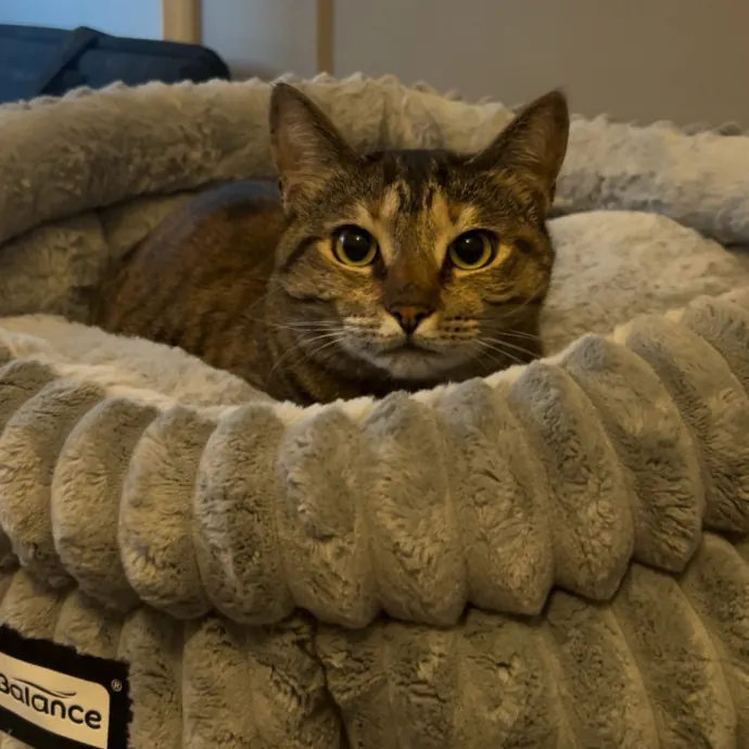 Cozy Care For Cool Cats