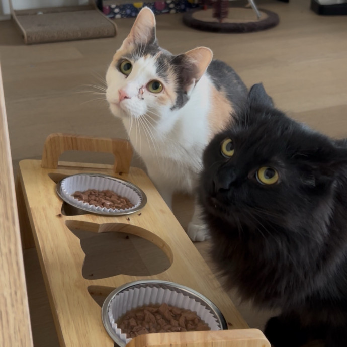 Cozy Care For Cool Cats