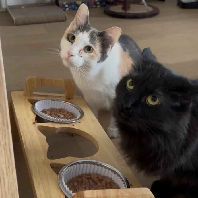 Cozy Care For Cool Cats